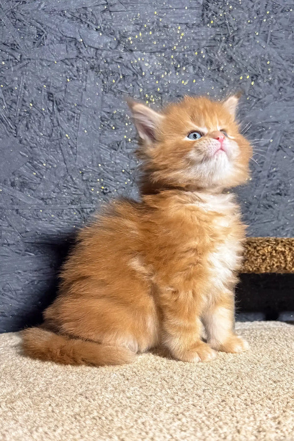 Fluffy orange kitten chilling, perfect for your Soborn Maine Coon Kitten collection
