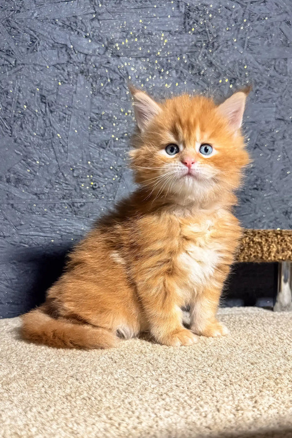 Fluffy orange Maine Coon kitten with blue eyes from Soborn looking adorable