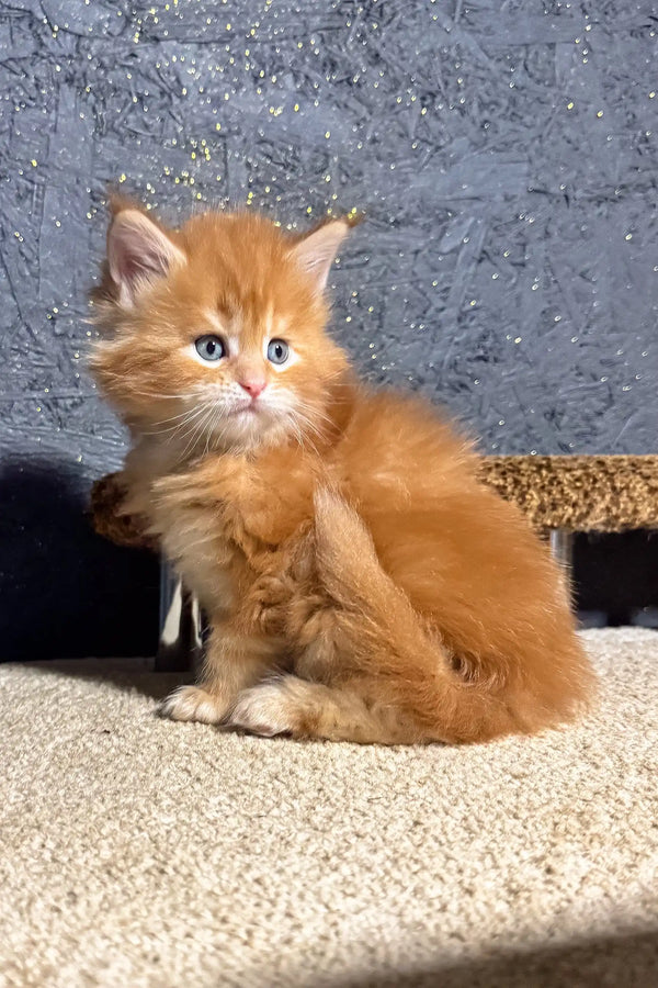 Fluffy orange Maine Coon kitten with bright blue eyes from Soborn