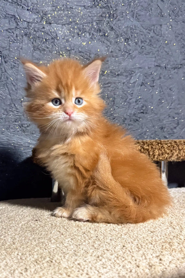Fluffy orange Maine Coon kitten with blue eyes from Soborn looking super adorable