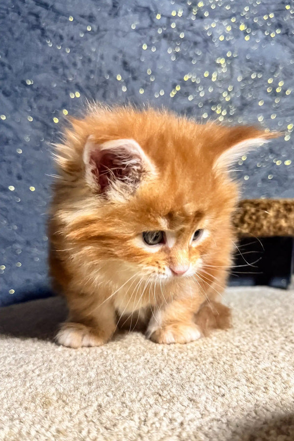 Fluffy orange kitten named Sofia, a cute Maine Coon ready for cuddles