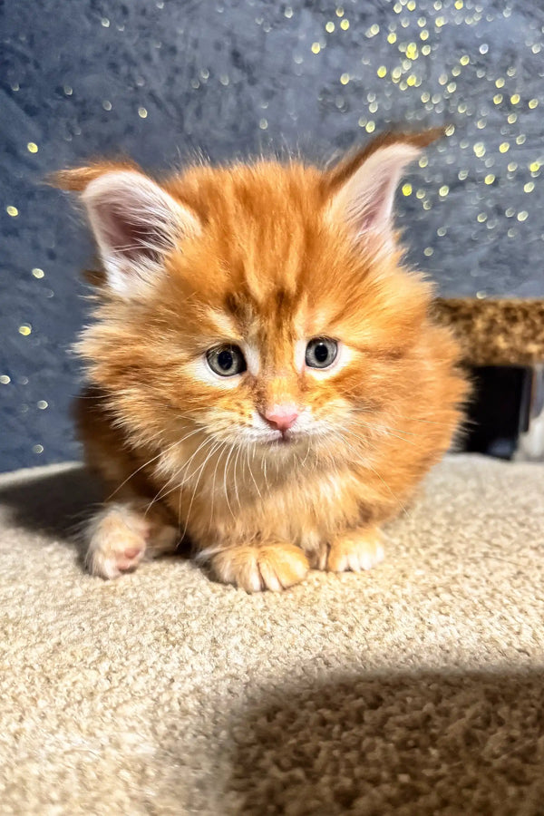 Fluffy orange kitten named Sofia, a playful Maine Coon ready for cuddles