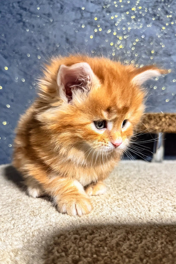 Adorable fluffy orange Maine Coon kitten named Sofia ready for a loving home