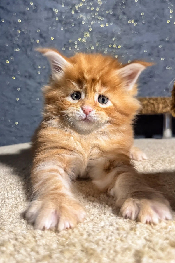 Adorable Ginger Maine Coon kitten named Sofia ready for cuddles and playtime