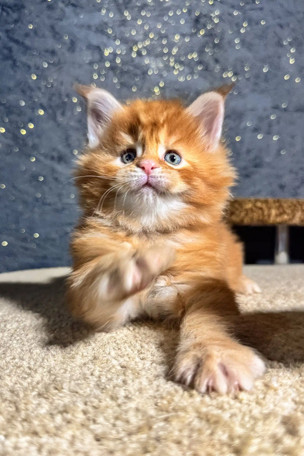 Ginger Maine Coon kitten named Sofia with striking blue eyes ready for love