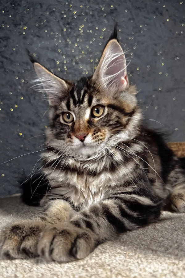 Solomon | maine coon kitten