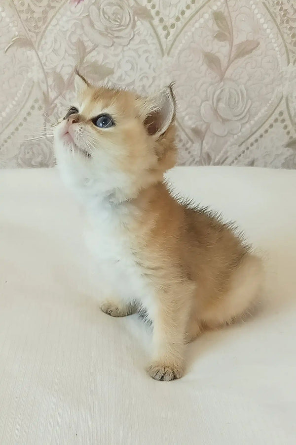 Sonya | scottish straight kitten