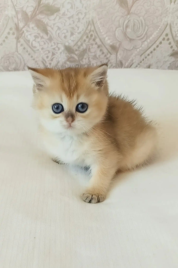 Sonya | scottish straight kitten