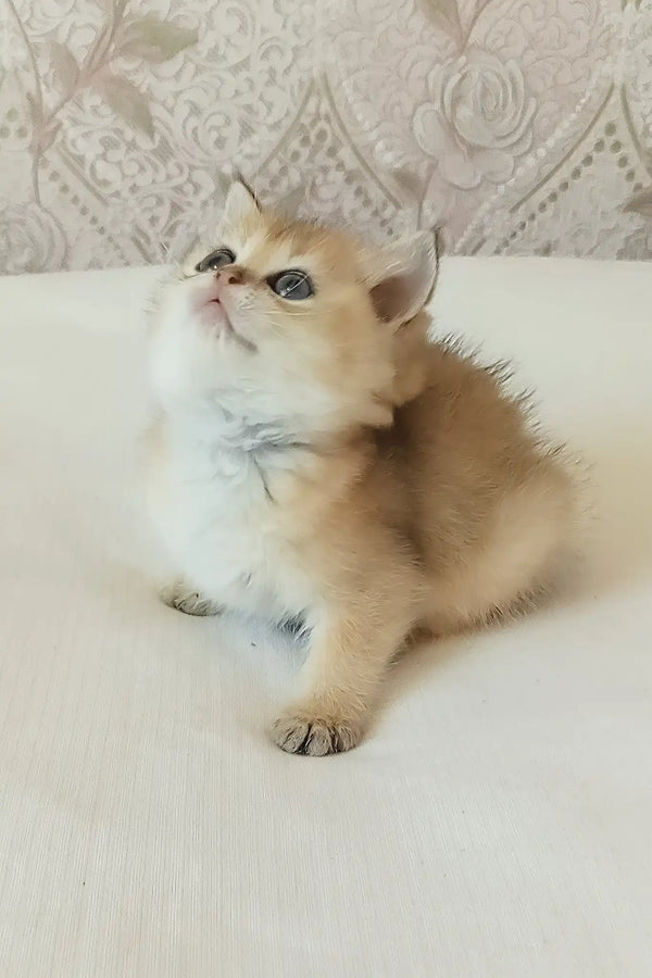 Sonya | scottish straight kitten