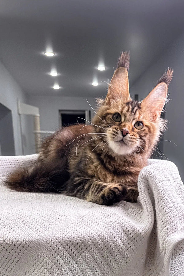 Cute Maine Coon kitten with tufted ears, part of the Spicegirl collection