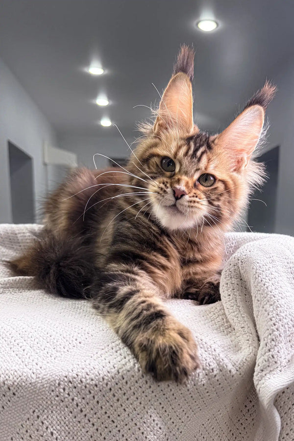 Adorable Maine Coon kitten with tufted ears from Spicegirl collection