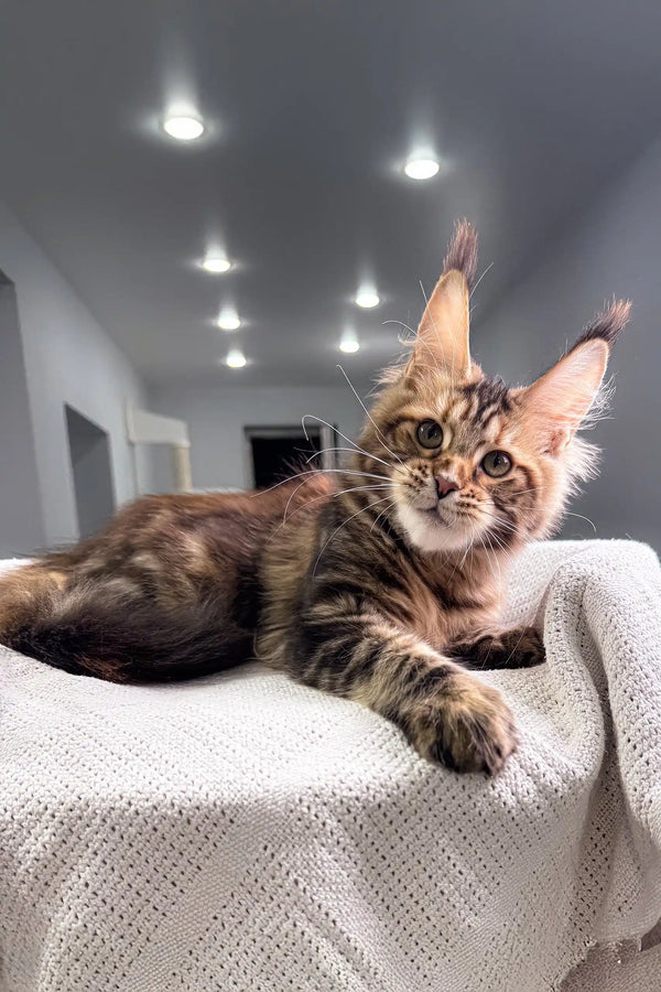 Adorable Maine Coon kitten with tufted ears from the Spicegirl collection
