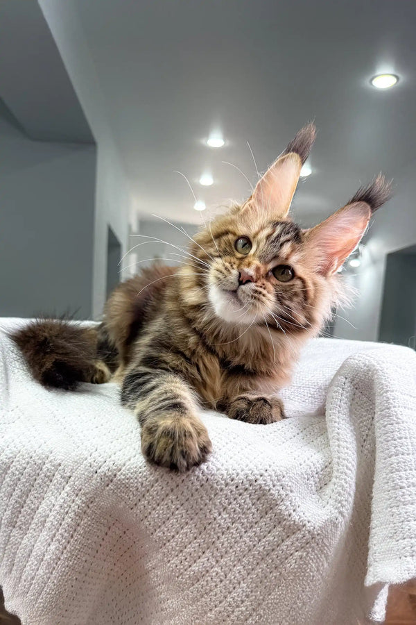 Brown tabby Maine Coon kitten in the Spicegirl product lineup