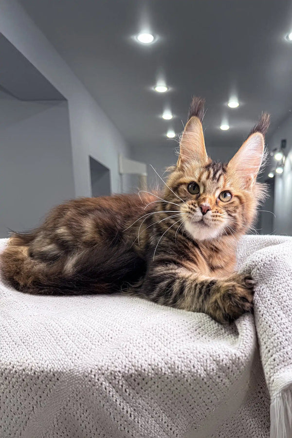Adorable Maine Coon kitten Spicegirl showcasing tufted ears and fluffy fur