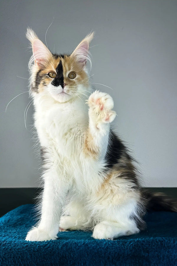 Stacey | maine coon kitten