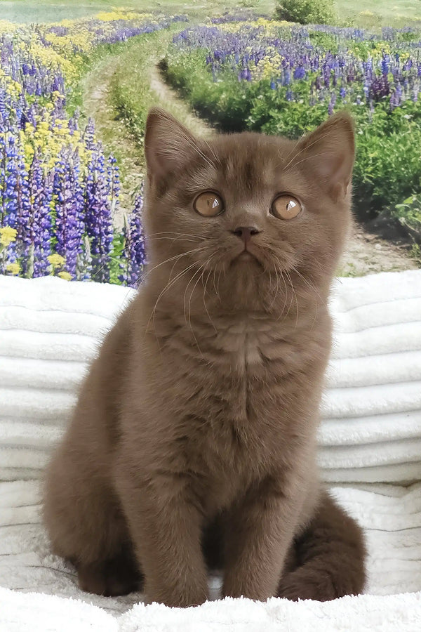 Stefanie | british shorthair kitten