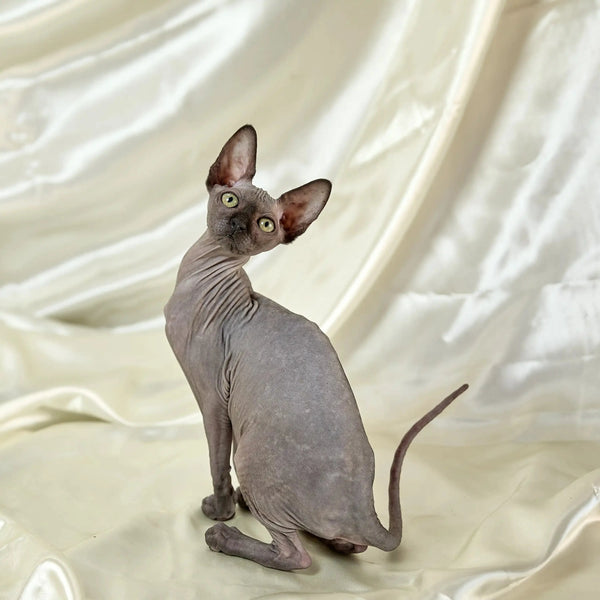 Hairless Sphynx cat with big ears sitting pretty, perfect for your cuddly companion needs