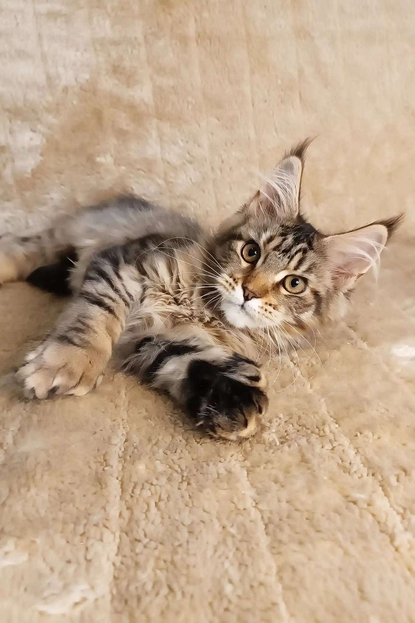Stephanie the cuddly polydactyl Maine Coon kitten