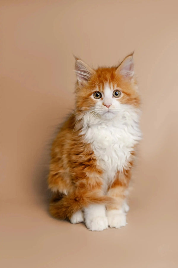 Fluffy orange and white Maine Coon kitten with bright eyes and perky ears
