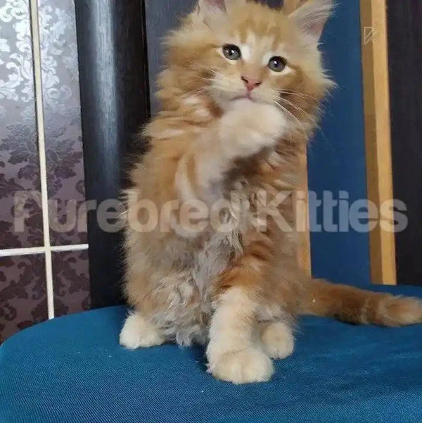 Fluffy orange Maine Coon kitten Sunny sitting upright with one paw raised for air delivery form