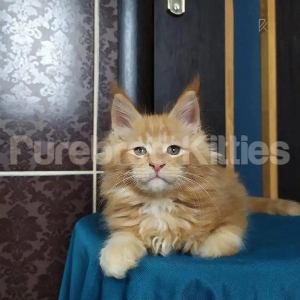 Fluffy orange Maine Coon kitten Sunny sitting on a blue surface