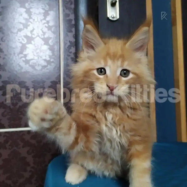 Fluffy orange Maine Coon kitten Sunny with big eyes and raised paw, air delivery available