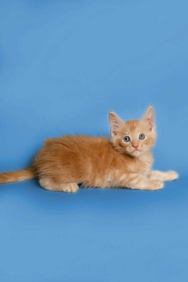 Orange tabby kitten lying down, showcasing the adorable Sylvester Maine Coon Kitten