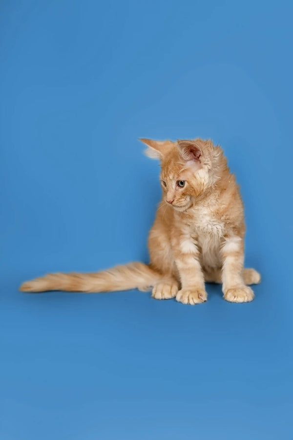 Ginger Maine Coon kitten Sylvester sitting with tail stretched out to the side