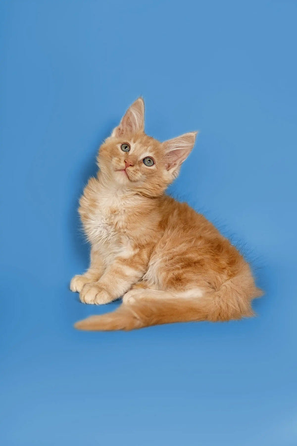Ginger Maine Coon kitten sitting alertly with perked ears, adorable and curious
