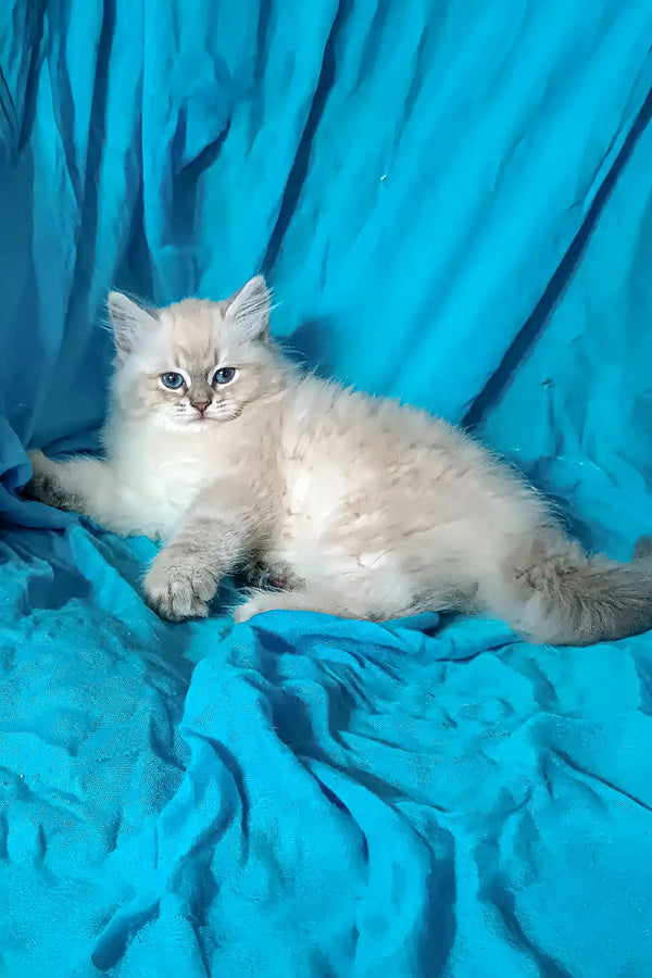 White fluffy Siberian kitten named Taba chilling on soft fabric with stunning blue eyes