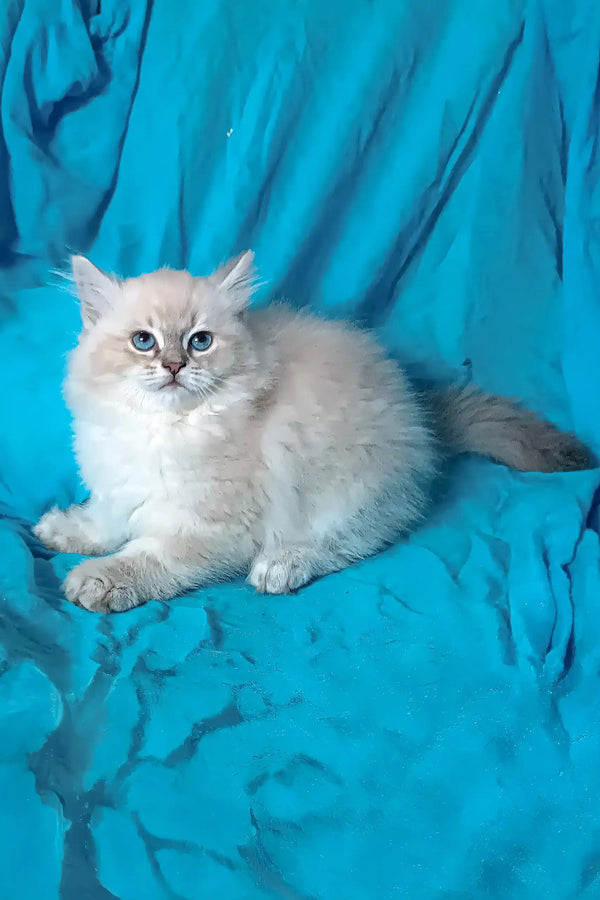 White fluffy Siberian kitten named Taba with blue eyes lounging on its side