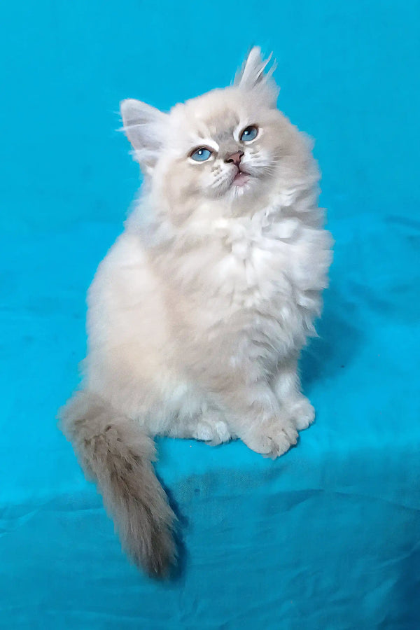 White fluffy Siberian kitten named Taba with stunning blue eyes and a long tail