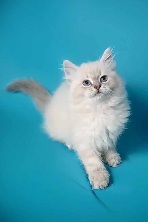 White fluffy Siberian kitten named Taba with bright blue eyes, super adorable!