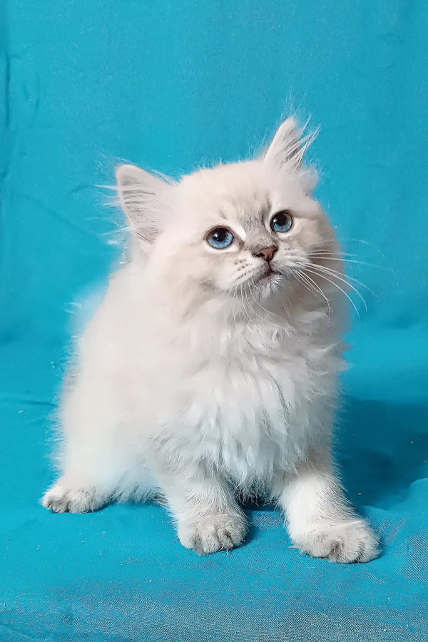 White fluffy Persian cat with bright blue eyes in Taba Siberian Kitten product