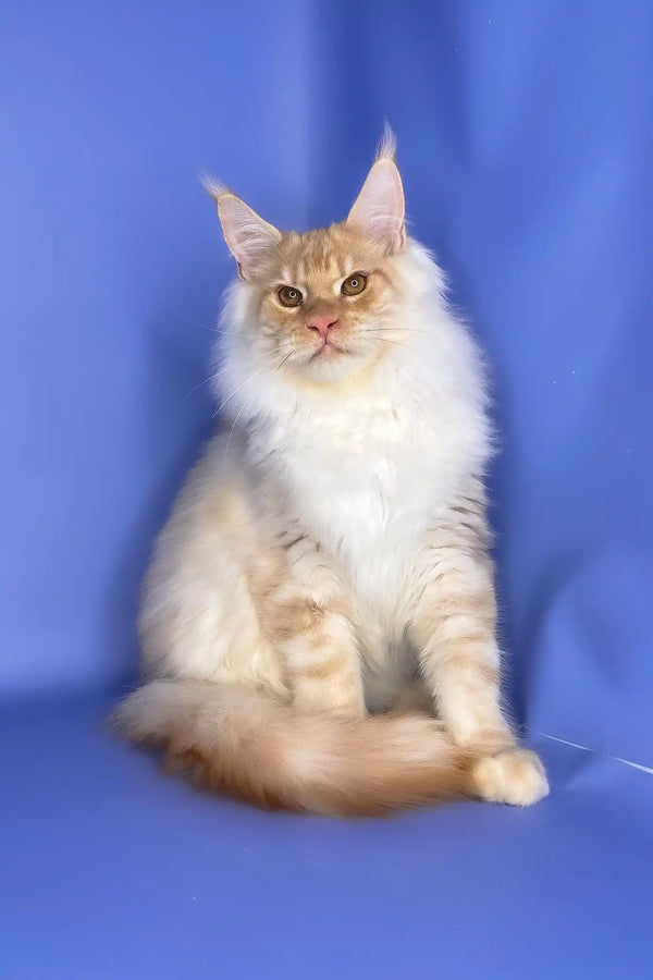 Tanos | maine coon kitten