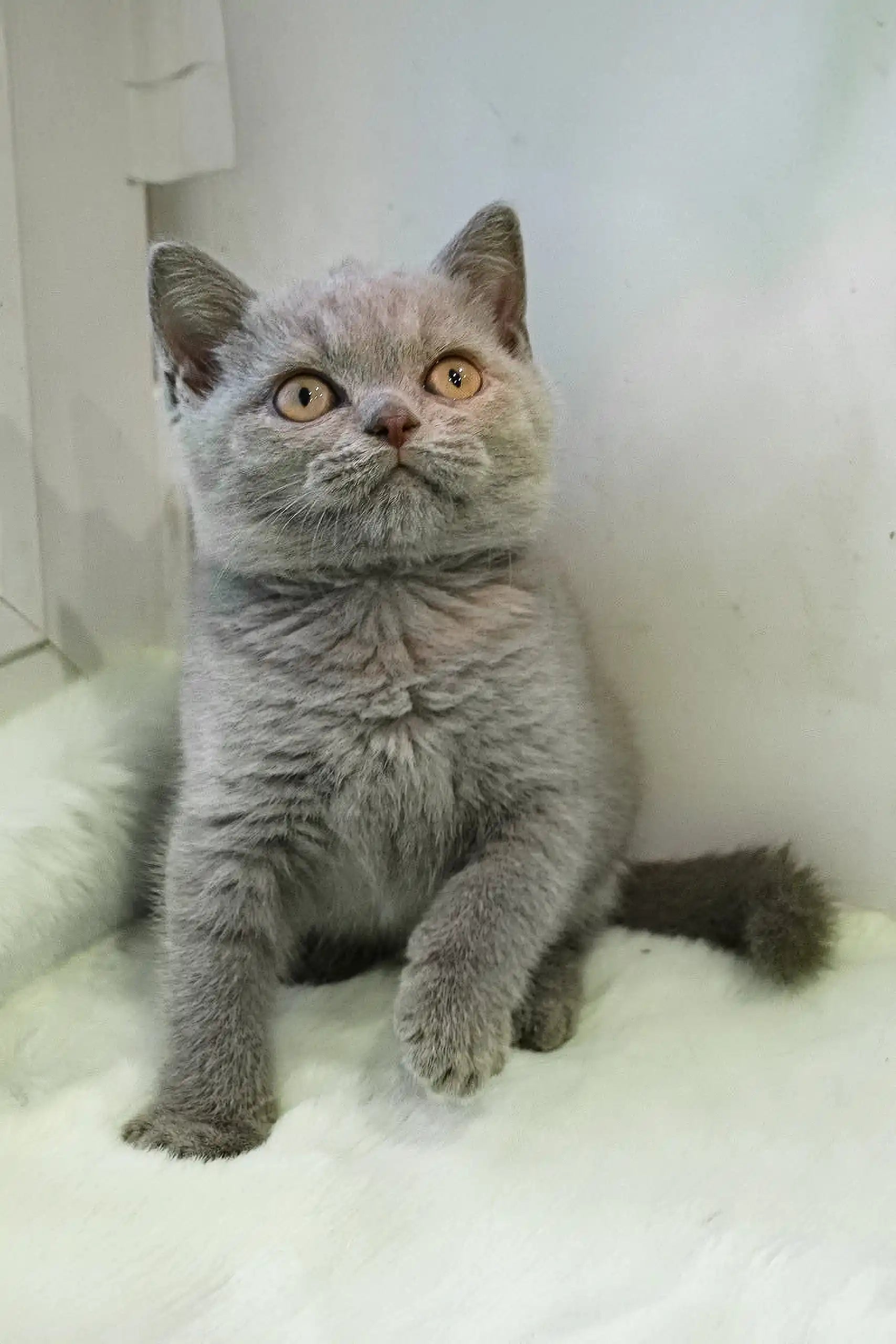 British Shorthair Persian Cat Gray Price Adorable Taras British