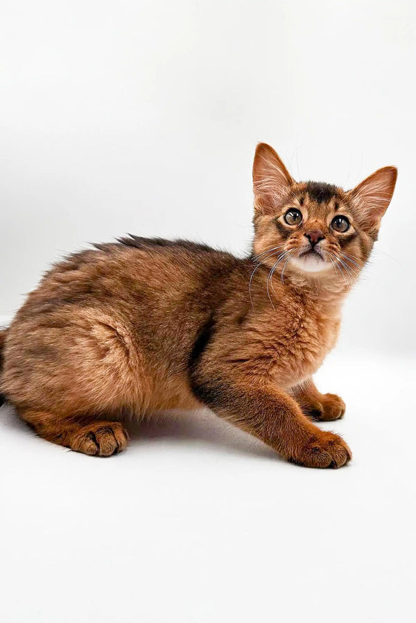 Curious Tabby kitten with wide eyes ready to play, perfect for Somali kitten lovers
