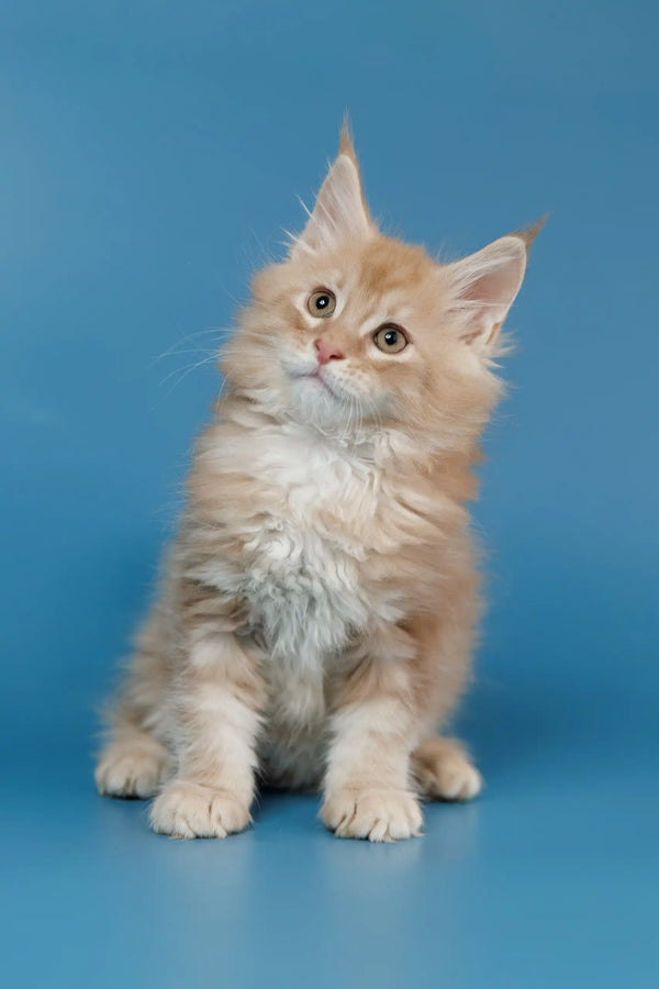 Cute fluffy ginger kitten named Teddy from Maine Coon breed looking playful and adorable