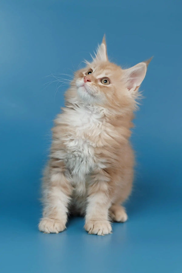 Fluffy ginger kitten named Teddy, a charming Maine Coon bundle of joy
