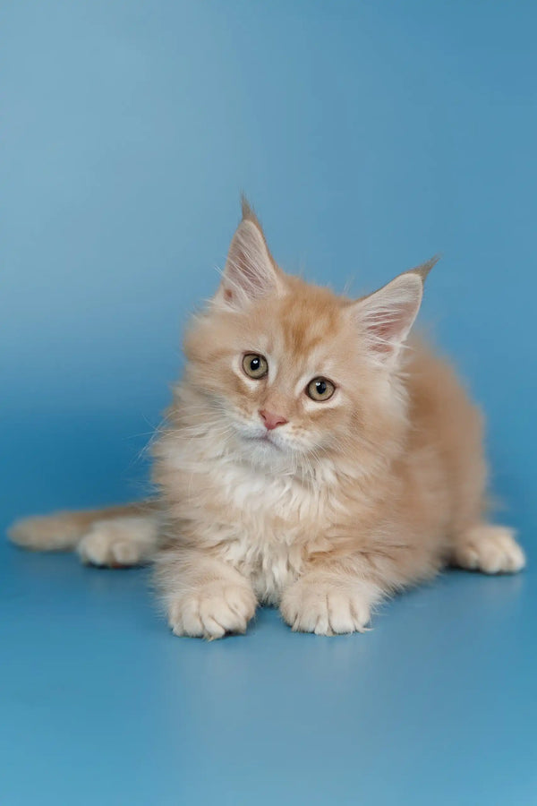 Fluffy ginger Maine Coon kitten named Teddy looking adorable and playful