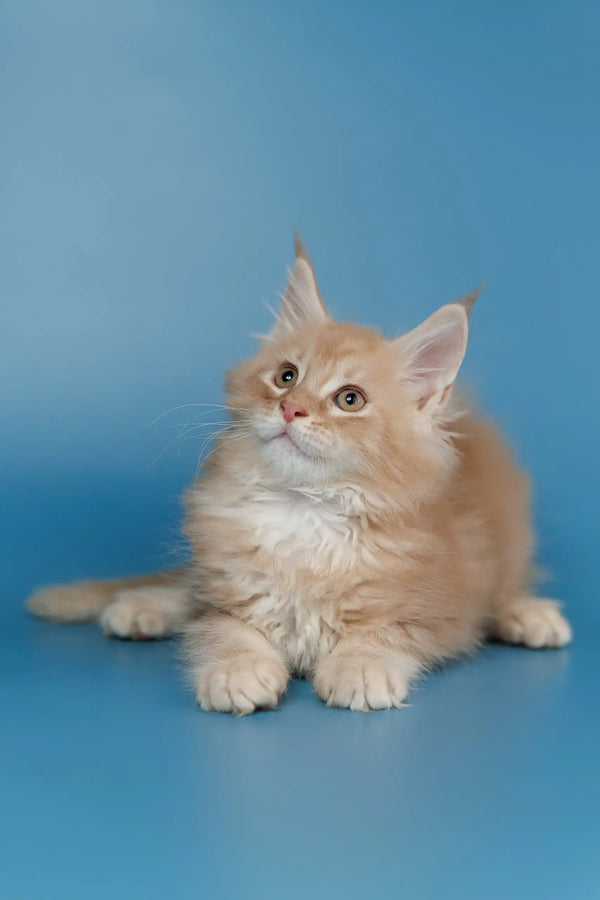 Fluffy ginger kitten named Teddy, a cute Maine Coon companion