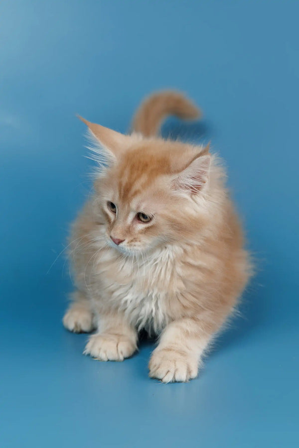 Fluffy orange kitten named Teddy, a lovable Maine Coon cutie for sale