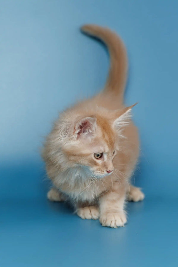 Fuzzy ginger kitten named Teddy from Maine Coon line, super adorable and playful