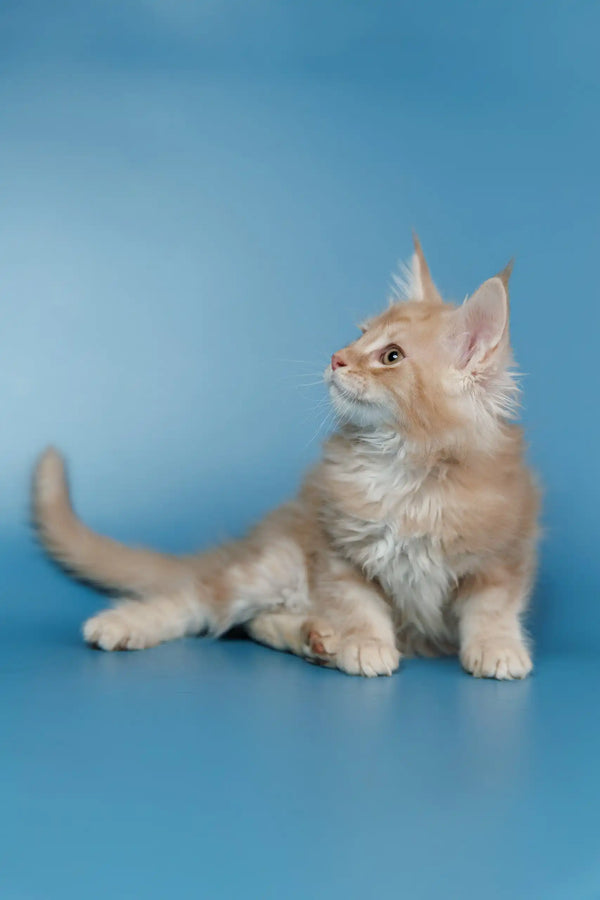 Adorable Ginger Kitten with fluffy fur, perfect for the Teddy Maine Coon Kitten product
