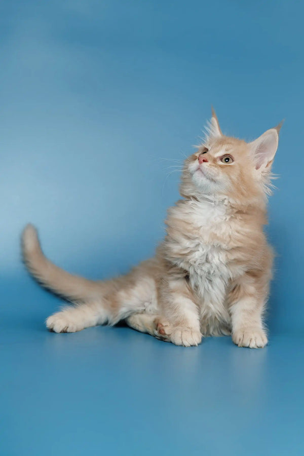 Tan Maine Coon kitten named Teddy with fluffy fur and adorable features