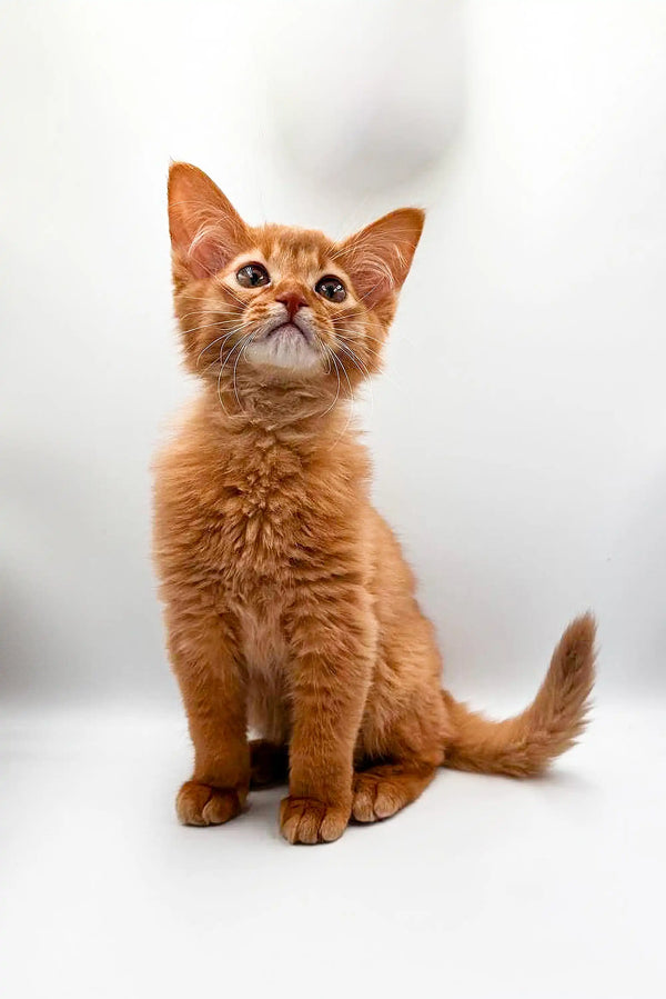 Orange tabby Somali kitten sitting upright with an alert expression
