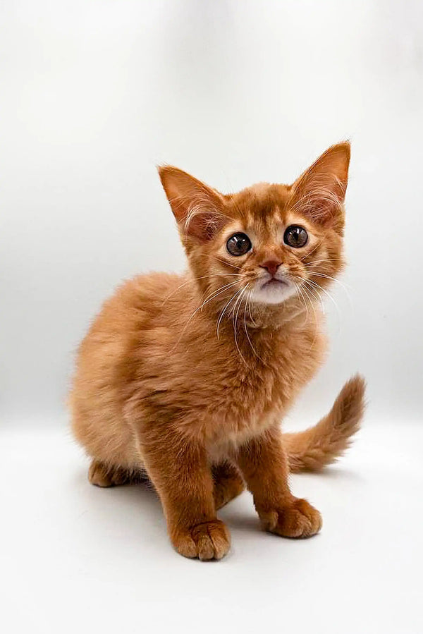 Orange tabby kitten sitting attentively next to Terra Somali Kitten product