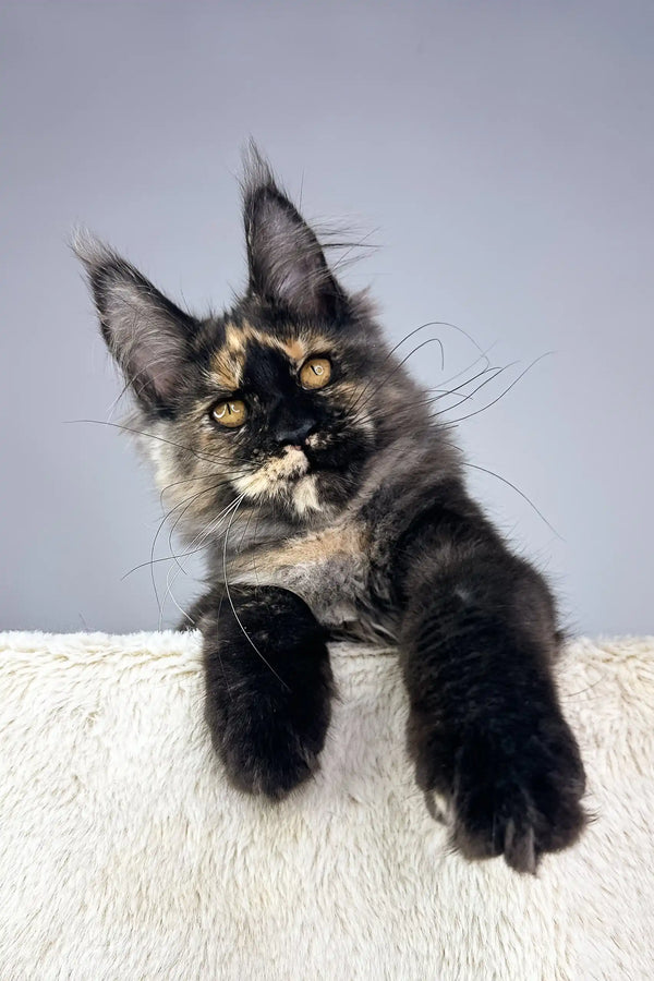 Cute Tortoiseshell Maine Coon kitten named Tessa available for adoption