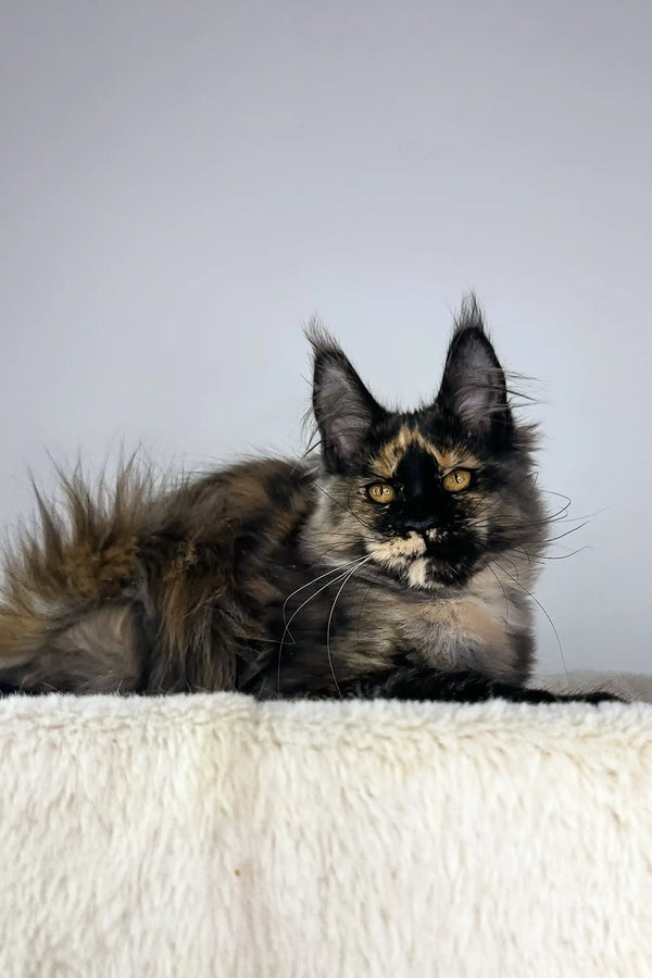 Tortoiseshell Maine Coon kitten Tessa with fluffy fur and bright eyes