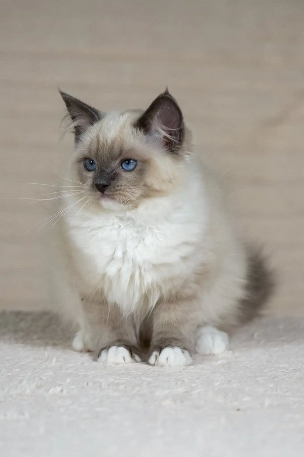 Tessa | ragdoll kitten